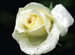 About White Rose