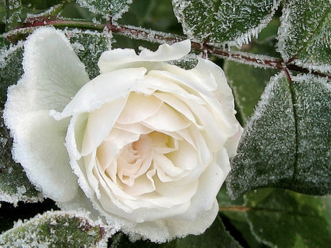 White Rose new